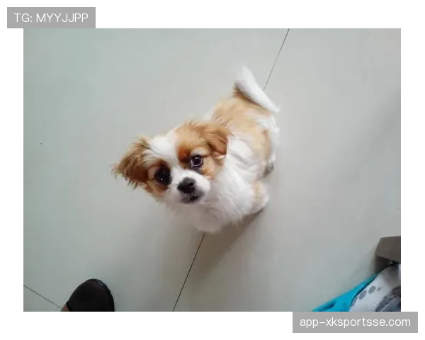 常园家的狗都比我会花钱